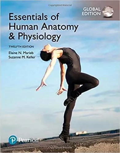 Essentials of Human Anatomy & Physiology (Global Edition) - eBooks