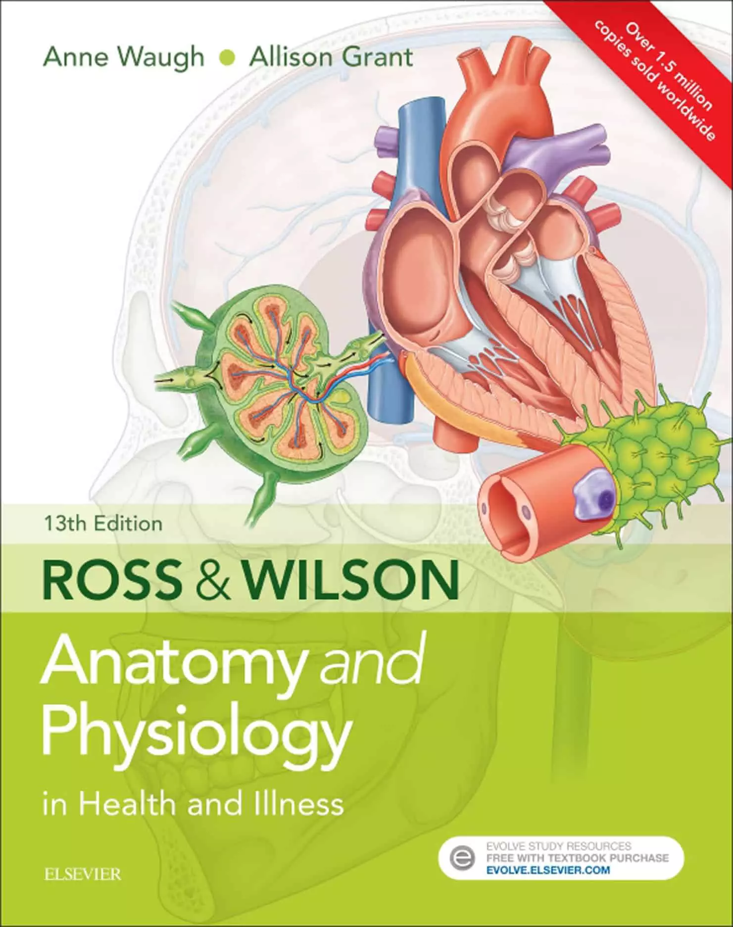 Ross and Wilson Anatomy and Physiology in Health and Illness (13th Edition) - eBook