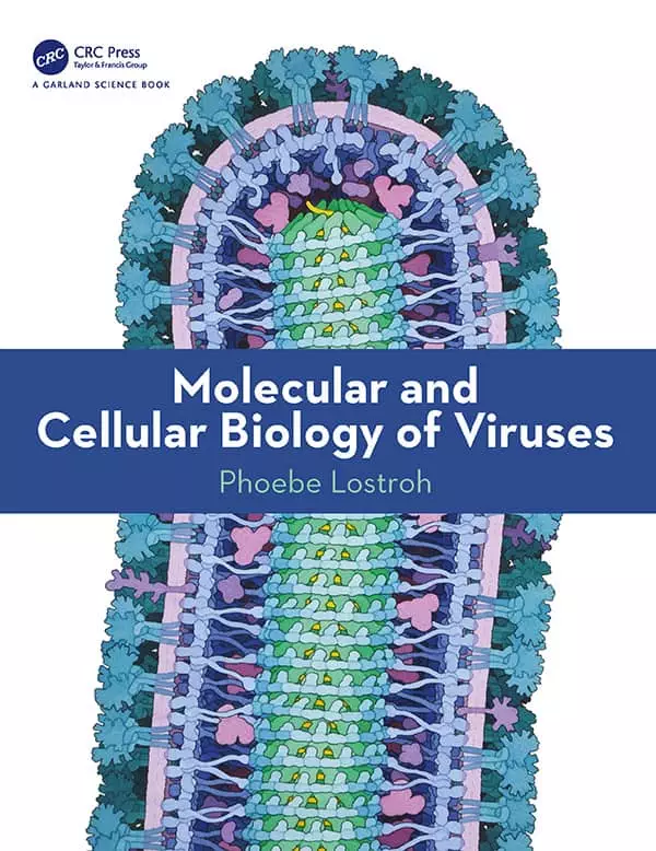 Molecular and Cellular Biology of Viruses - eBook